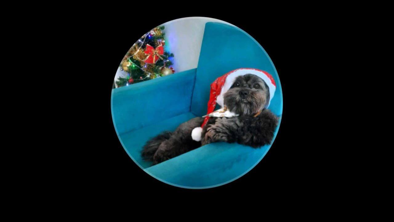 Cachorro Preto desapareceu no Bairro Coqueiral Cachorro Preto desapareceu no Bairro Coqueiral