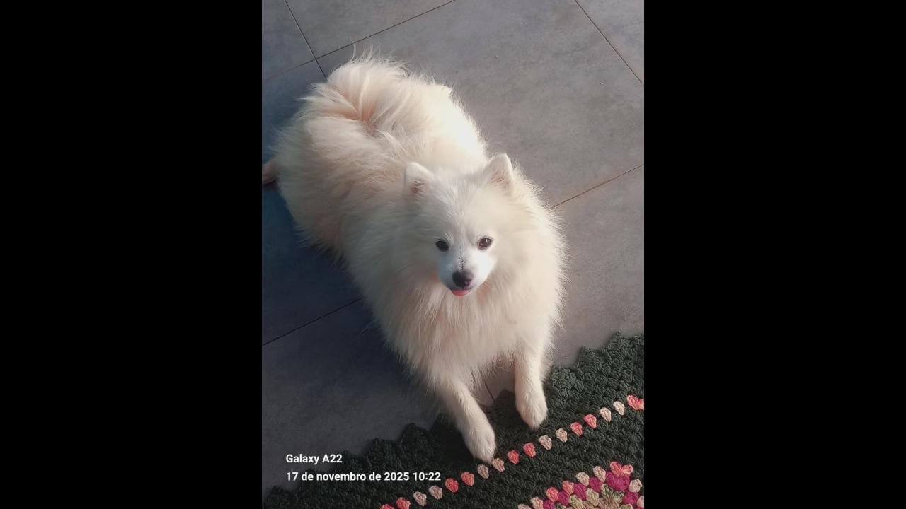 Cachorro é encontrado no Bairro Parque Verde Cachorro é encontrado no Bairro Parque Verde