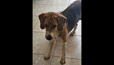 Cachorra é encontrada no Bairro Recanto Tropical Imagem referente a Cachorra é encontrada no Bairro Recanto Tropical