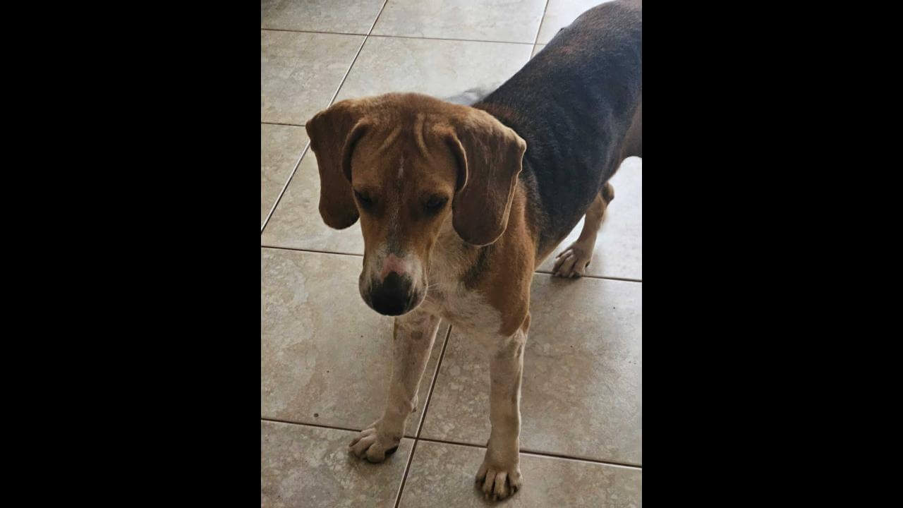 Cachorra é encontrada no Bairro Recanto Tropical Cachorra é encontrada no Bairro Recanto Tropical