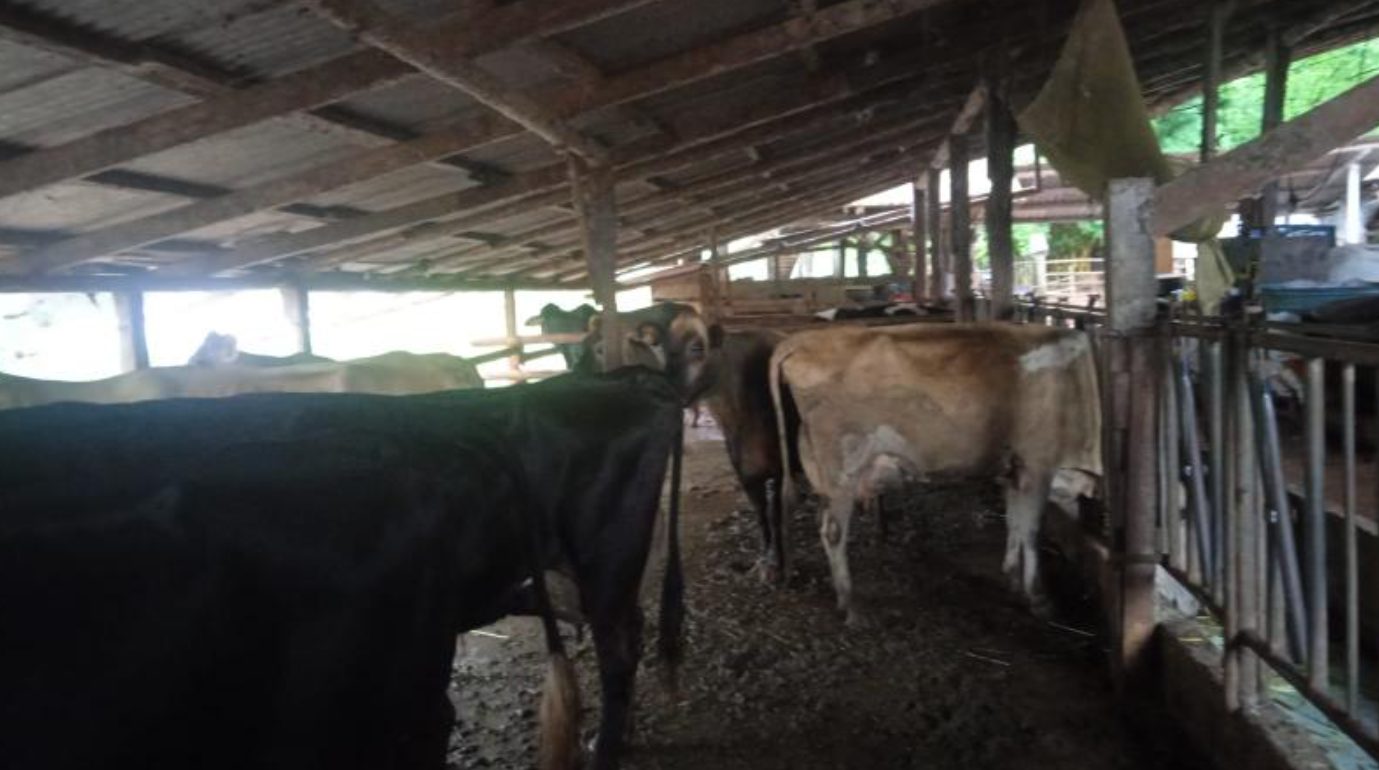 Falta de luz causa perdas a produtores de leite em região rural de Cascavel