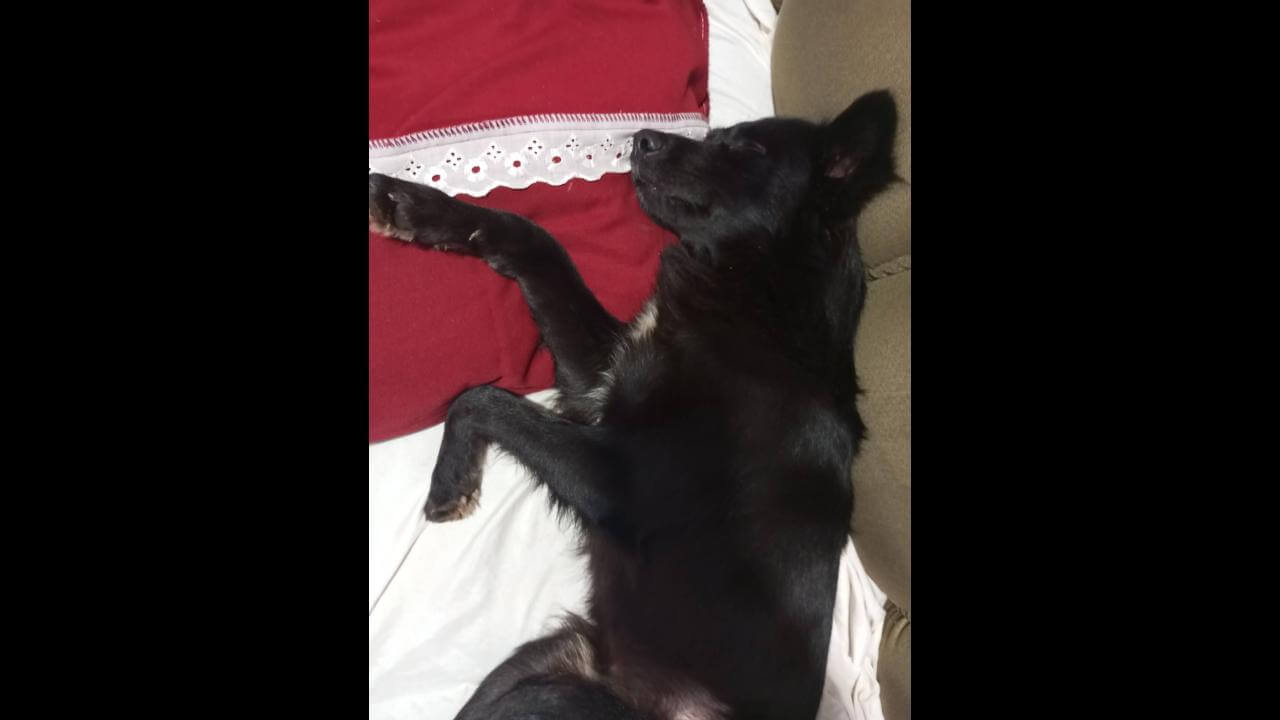 Cachorro Nike desapareceu no Bairro Floresta Cachorro Nike desapareceu no Bairro Floresta