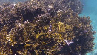 COP30: Coalizão Corais do Brasil trabalhará por conservação de recifes COP30: Coalizão Corais do Brasil trabalhará por conservação de recifes