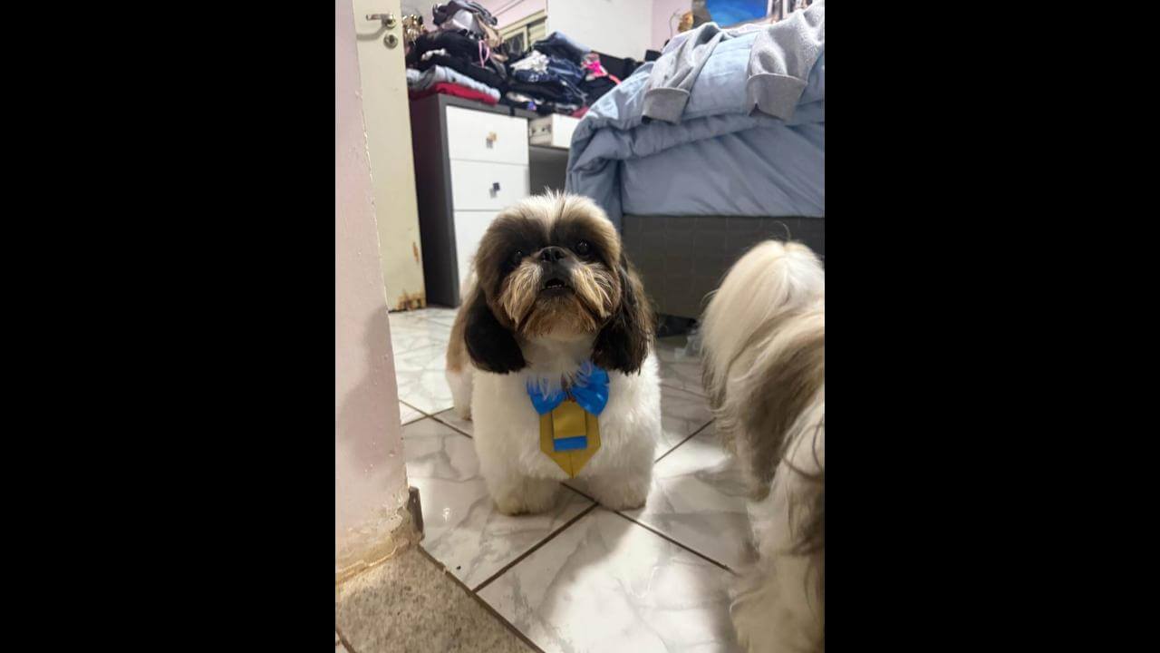 Cachorro Luke desapareceu no Bairro Neva Cachorro Luke desapareceu no Bairro Neva