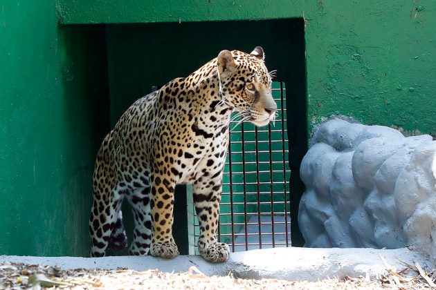 Zoológico amplia visitação e abrirá parque de terça a domingo durante férias escolares