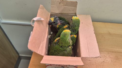 Receita Federal flagra transporte ilegal de papagaios na Ponte Internacional da Amizade