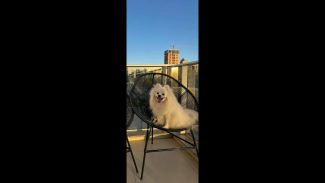 Cachorro Theo desapareceu no bairro Jardim Veneza Imagem referente a Cachorro Theo desapareceu no bairro Jardim Veneza