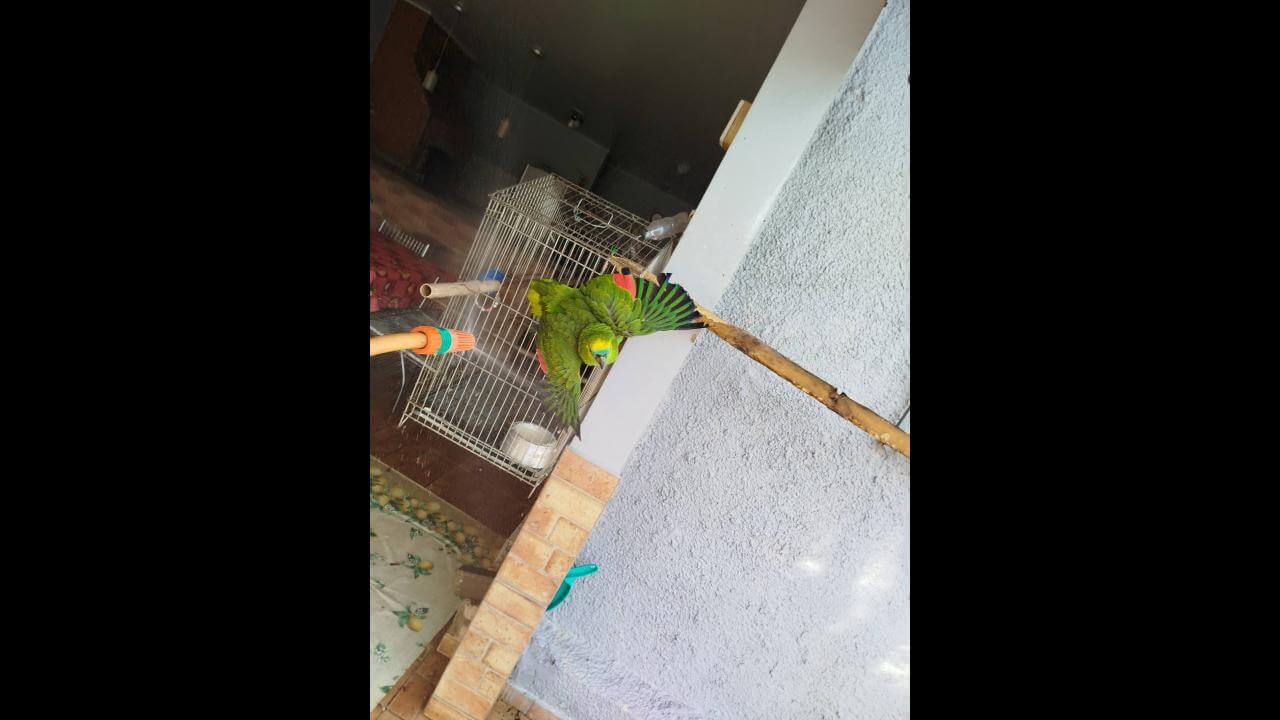 Papagaio Kiko desapareceu no bairro Parque São Paulo Papagaio Kiko desapareceu no bairro Parque São Paulo