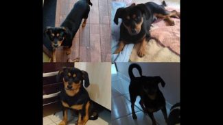 Cachorro Pingo desapareceu no bairro Região do Lago Imagem referente a Cachorro Pingo desapareceu no bairro Região do Lago