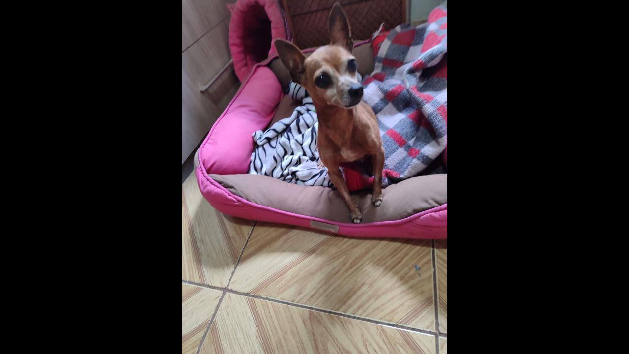 Cachorro é encontrado no Bairro Santa Cruz