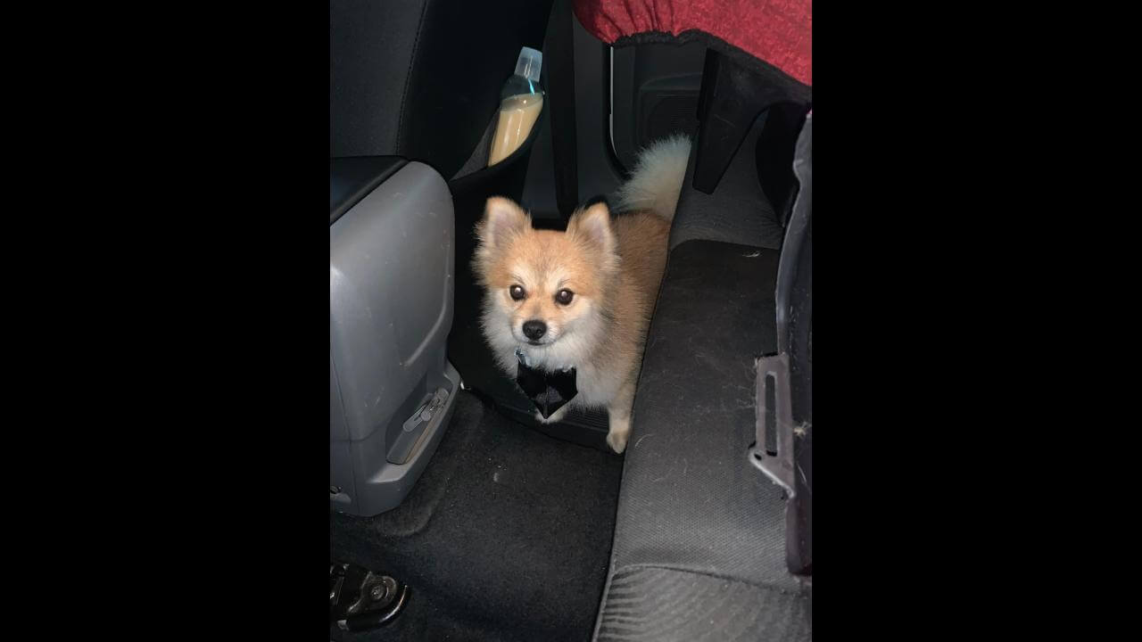 Cachorro Mike desapareceu no Bairro Centro