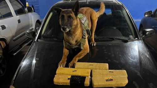 BPFron prende trio transportando maconha após indicação de cão de faro em Marechal Cândido Rondon