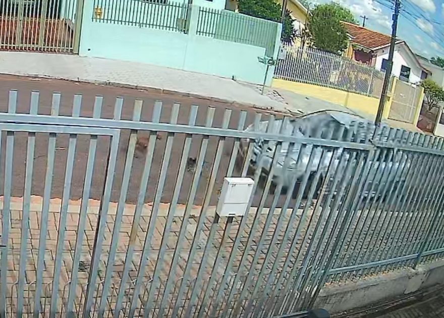 De propósito? Vídeo mostra cachorrinhos sendo atropelados no Bairro Guarujá; um deles morreu!