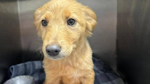 Cachorra é encontrada nas proximidades da BR-277