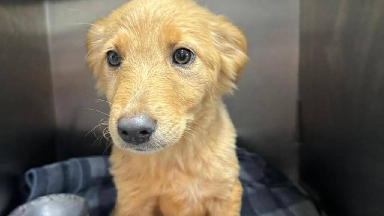 Cachorra é encontrada nas proximidades da BR-277