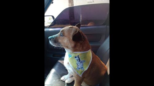 Cachorro Sintonia desapareceu no bairro Santa Cruz