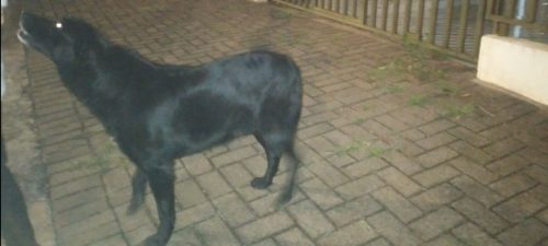 Cachorro é encontrado no bairro Neva