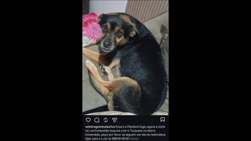 Cachorra Pandora desapareceu no bairro Esmeralda
