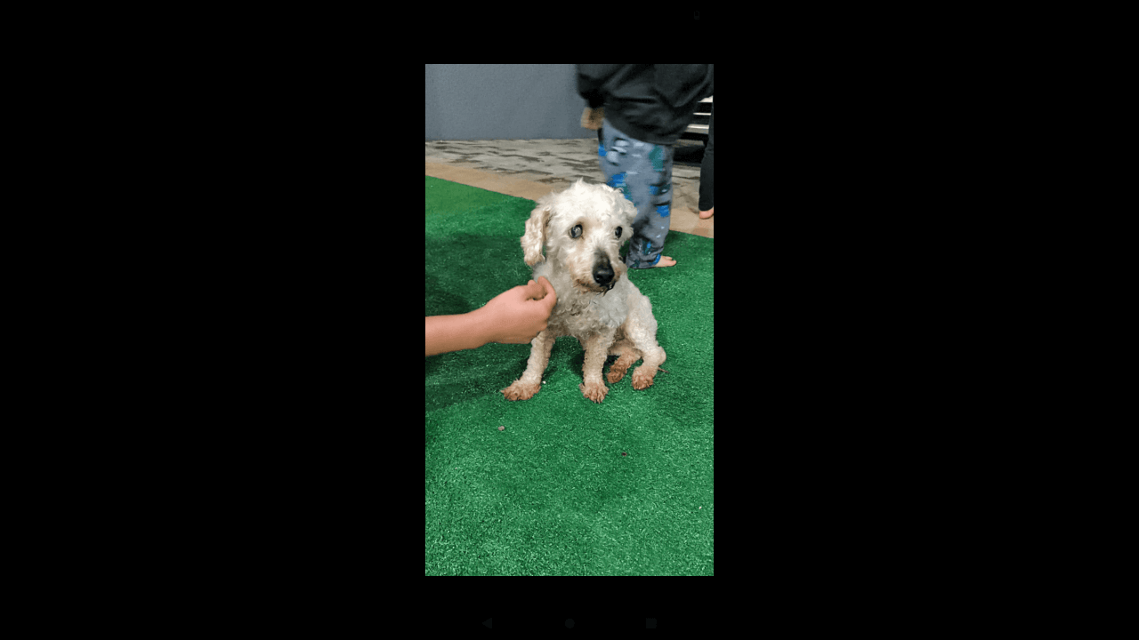 Cachorro é encontrado no Bairro Florais do Paraná