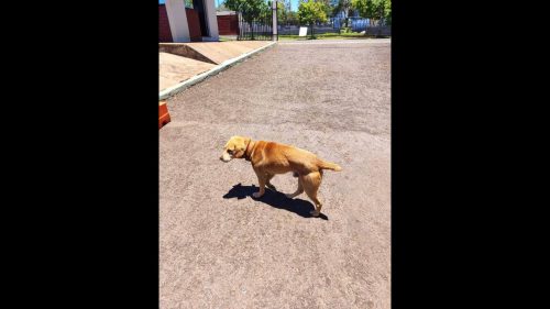 Cachorro é encontrado no bairro Maria Luiza