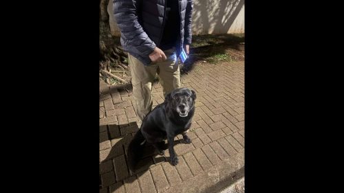 Cachorro é encontrado no Bairro Neva