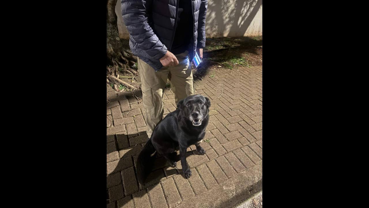 Cachorro é encontrado no Bairro Neva