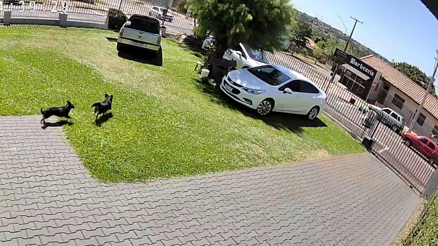 Vídeo: Cachorros se assustam com freada brusca e pancada em acidente de trânsito no Periolo