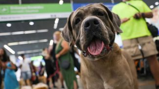 STF suspende lei sobre transporte aéreo de animais de apoio emocional