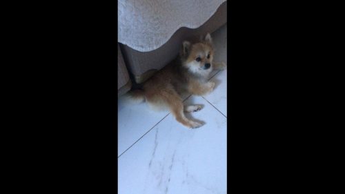 Cachorro Mike desapareceu no bairro Região do Lago