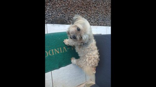 Cachorra é encontrada no bairro Parque São Paulo