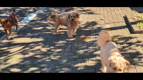 Cachorros são encontrados no bairro Parque São Paulo