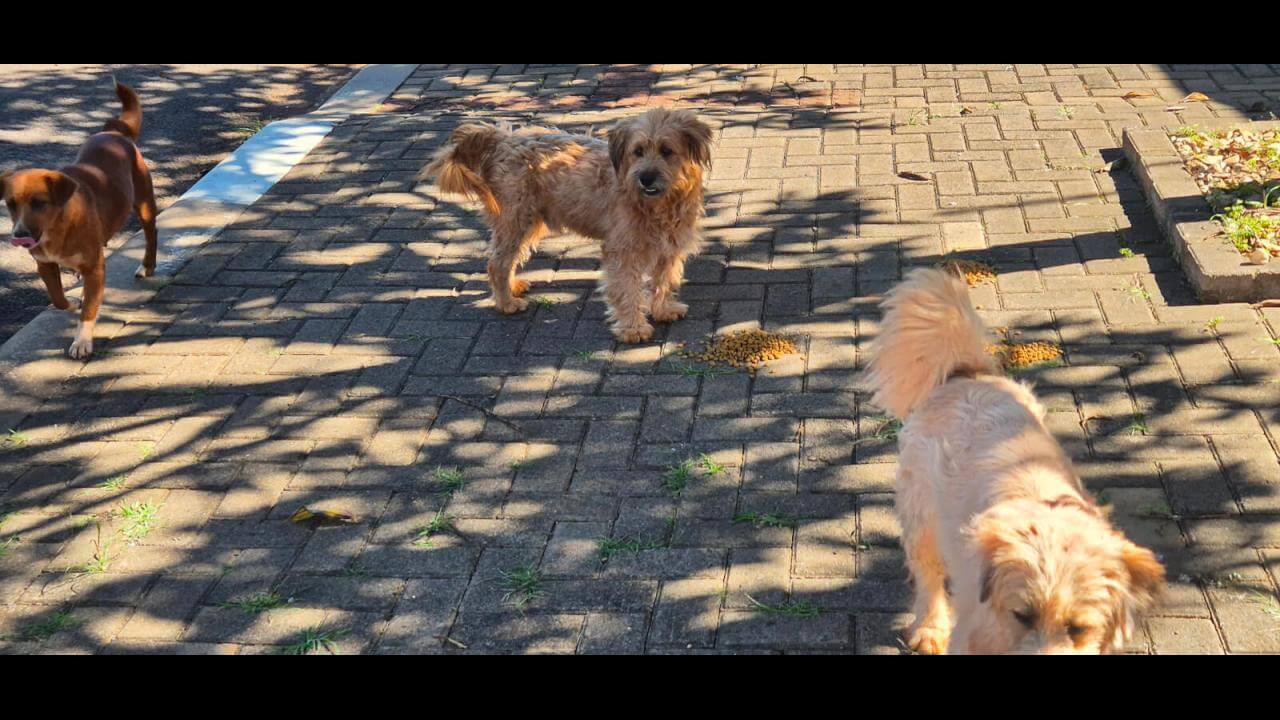 Cachorros são encontrados no bairro Parque São Paulo