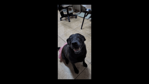 Cachorra Pretinha desapareceu no bairro Brasília