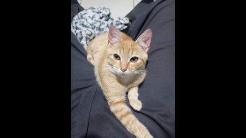 Gato Fred desapareceu no bairro Jardim Montovani