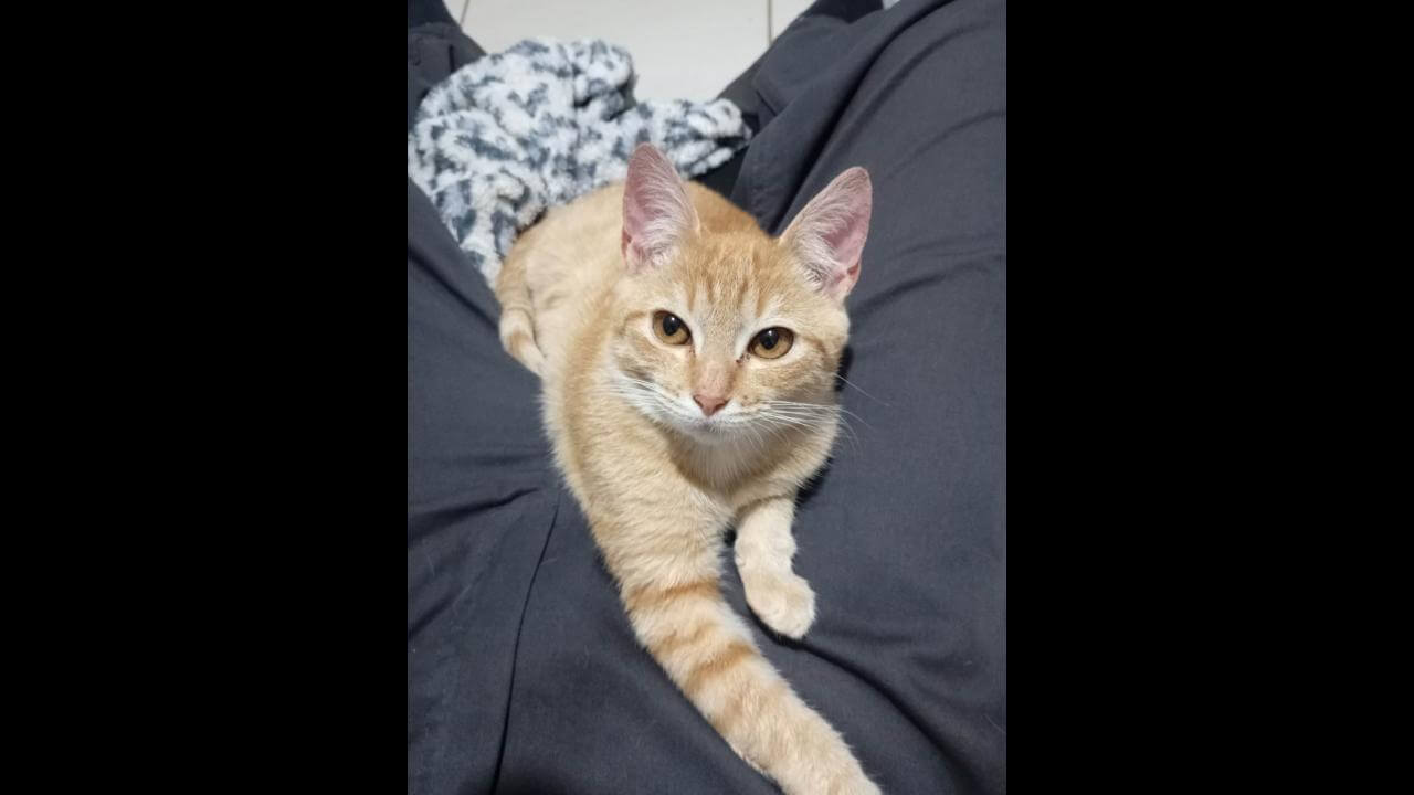 Gato Fred desapareceu no bairro Jardim Montovani