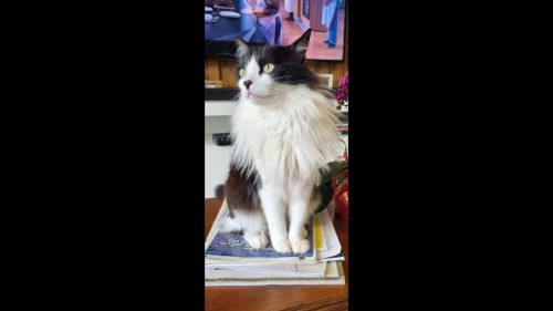 Gato Chico desapareceu no bairro Alto Alegre