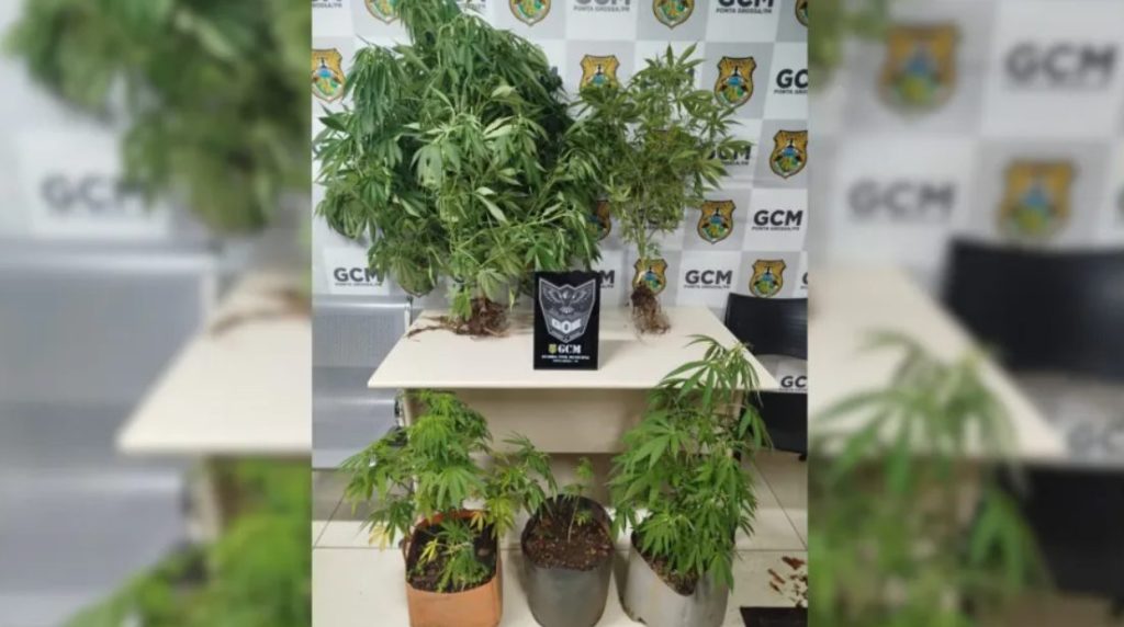 Plantação de maconha é encontrada em terreno no bairro Cará-Cará