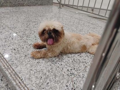 Cachorra é encontrada no bairro Pacaembu