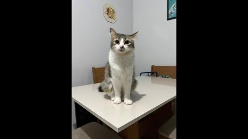 Gata Lexi desapareceu no Bairro Santa Cruz