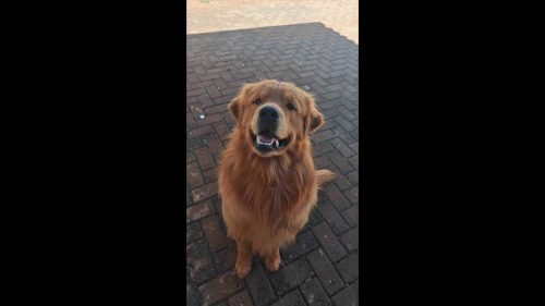 Cachorro Chase desapareceu no Bairro Canadá