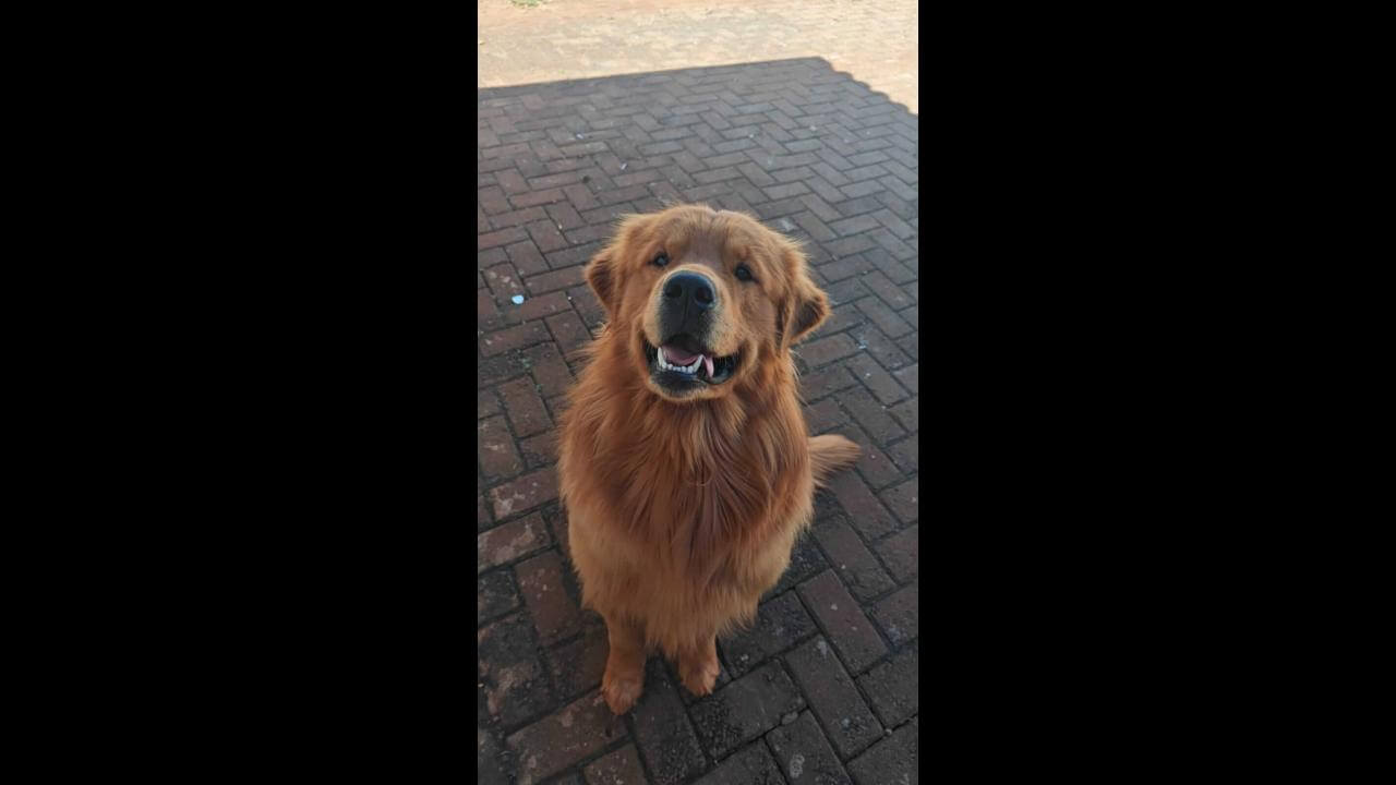 Cachorro Chase desapareceu no Bairro Canadá