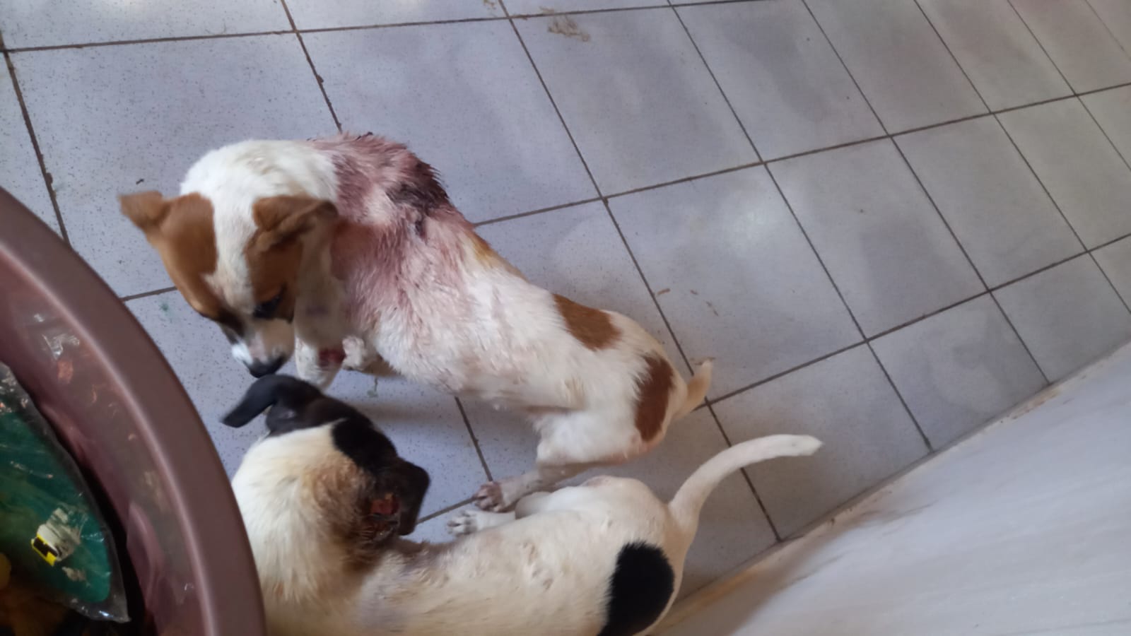 Moradora de Cascavel pede ajuda para tratar duas cachorrinhas resgatadas com bicheira