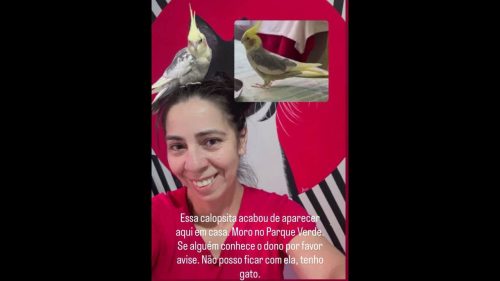 Calopsita é encontrado no bairro Parque Verde