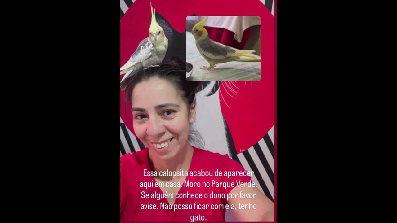 Calopsita é encontrado no bairro Parque Verde Calopsita é encontrado no bairro Parque Verde