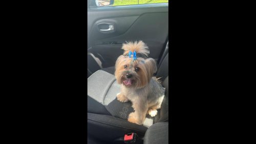 Cachorra Giovana desapareceu no bairro Centro