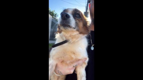 Cachorro Lucky desapareceu no bairro Maria Luiza
