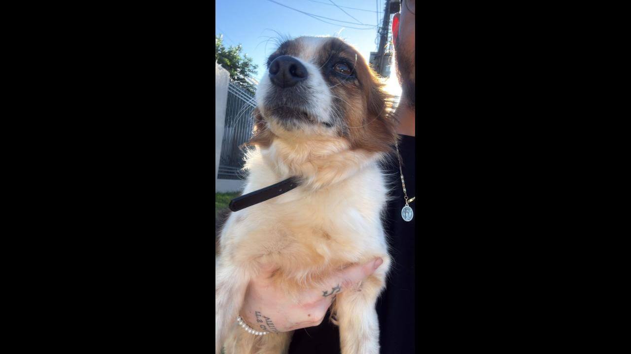 Cachorro Lucky desapareceu no bairro Maria Luiza Cachorro Lucky desapareceu no bairro Maria Luiza