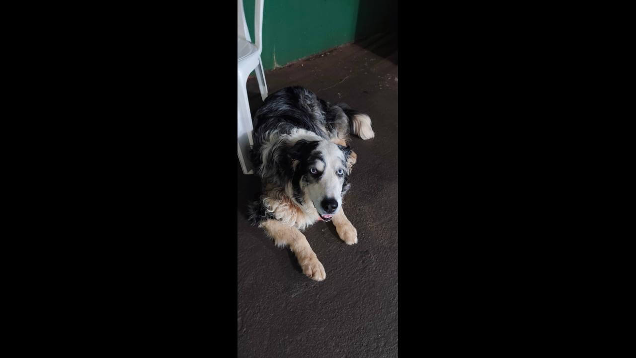 Cachorro é encontrado no bairro Parque São Paulo Cachorro é encontrado no bairro Parque São Paulo