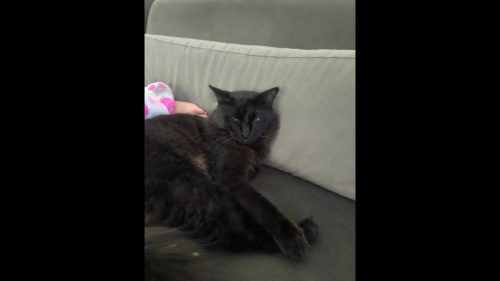 Gato Tody desapareceu no bairro Santo Onofre