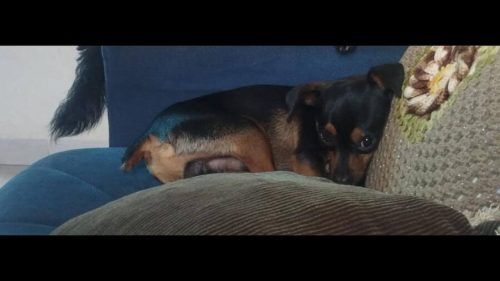 Cachorro Nico desapareceu no bairro Florais do Paraná